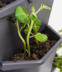 GUSTA GARDEN Kartoffelturm Paul Potato Starter, 4 Etagen, ca. B44/H65/T44 cm Dunkelgrau Best