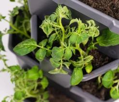 GUSTA GARDEN Kartoffelturm Paul Potato Starter, 4 Etagen, ca. B44/H65/T44 cm Dunkelgrau Best