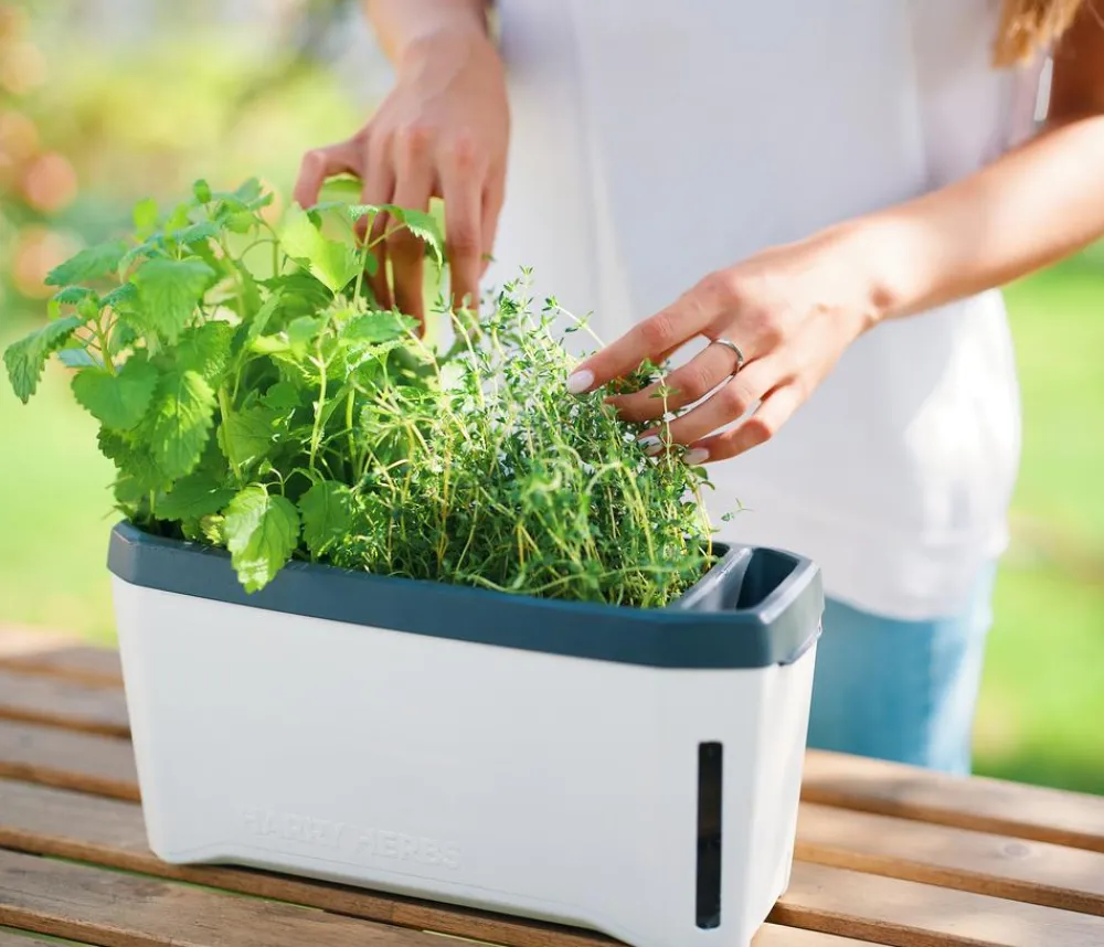 GUSTA GARDEN Hydrosysteme|Blumentöpfe & Übertöpfe > Kräutertopf Harry Herbs mit Anzuchthaube, ca. B36/H25/T15 cm
