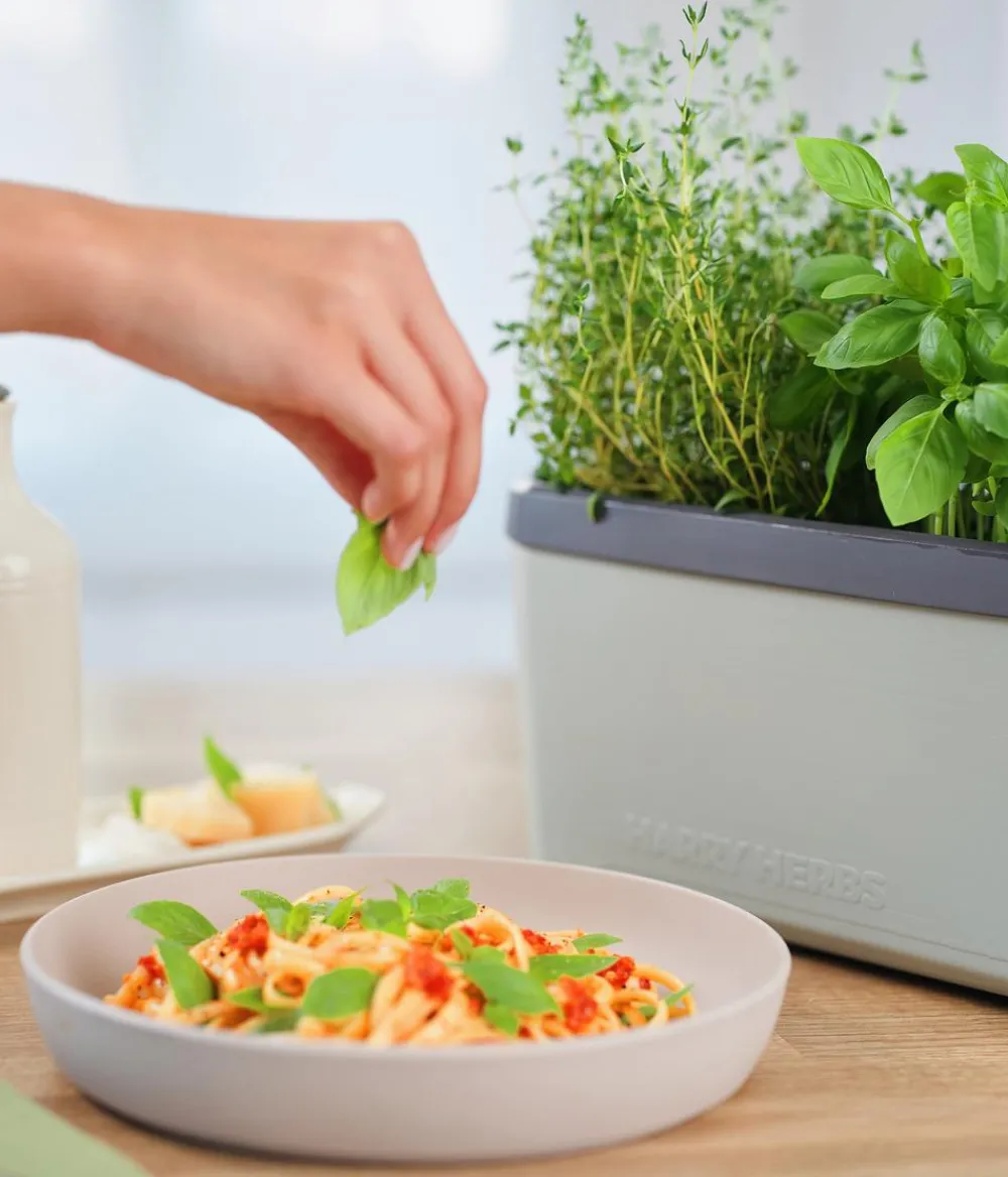 GUSTA GARDEN Hydrosysteme|Blumentöpfe & Übertöpfe - Kräutertopf Harry Herbs mit Anzuchthaube, ca. B36/H25/T15 cm Hellgrau