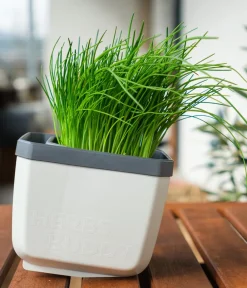GUSTA GARDEN Hydrosysteme|Blumentöpfe & Übertöpfe > Kräutertopf Herbs Buddy, ca. B16/H14/T14 cm, 3er-Set