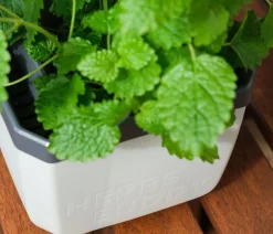 GUSTA GARDEN Hydrosysteme|Blumentöpfe & Übertöpfe > Kräutertopf Herbs Buddy, ca. B16/H14/T14 cm, 3er-Set