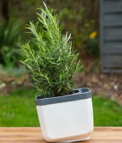 GUSTA GARDEN Kräutertopf Herbs Buddy, ca. B16/H14/T14 cm, 3er-Set Weiß Hot
