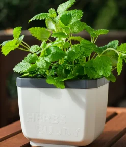GUSTA GARDEN Kräutertopf Herbs Buddy, ca. B16/H14/T14 cm, 3er-Set Weiß Hot