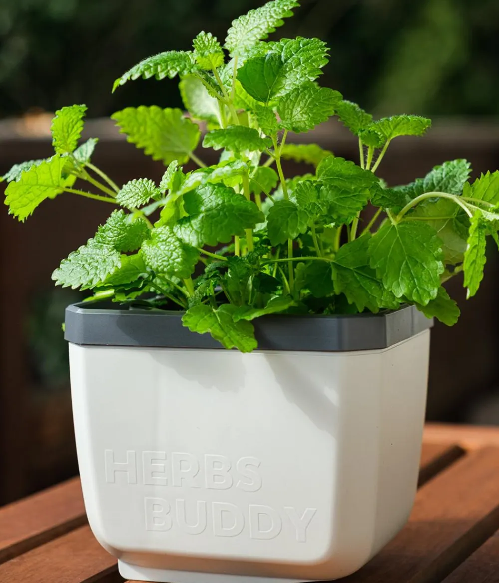 GUSTA GARDEN Kräutertopf Herbs Buddy, ca. B16/H14/T14 cm, 3er-Set Weiß Hot
