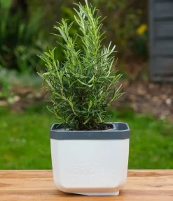 GUSTA GARDEN Kräutertopf Herbs Buddy, ca. B16/H14/T14 cm, 3er-Set Weiß Hot