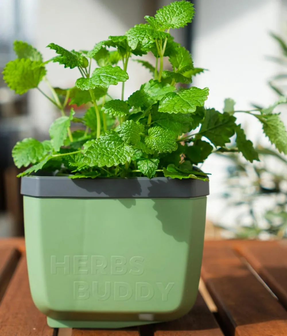 GUSTA GARDEN Kräutertopf Herbs Buddy, ca. B16/H14/T14 cm, 3er-Set Dunkelgrün Outlet