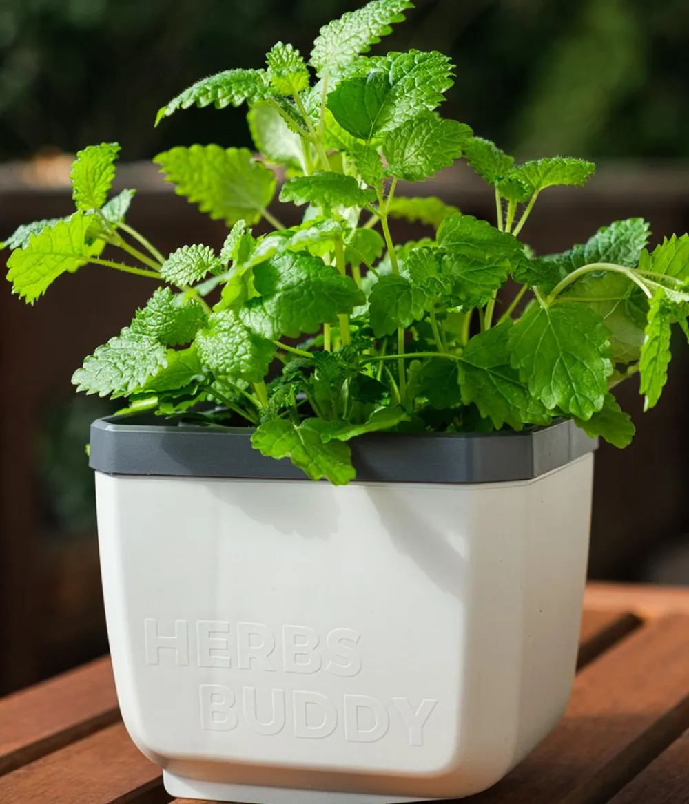 GUSTA GARDEN Kräutertopf Herbs Buddy, ca. B16/H14/T14 cm Weiß