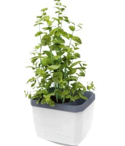 GUSTA GARDEN Kräutertopf Herbs Buddy, ca. B16/H14/T14 cm Weiß