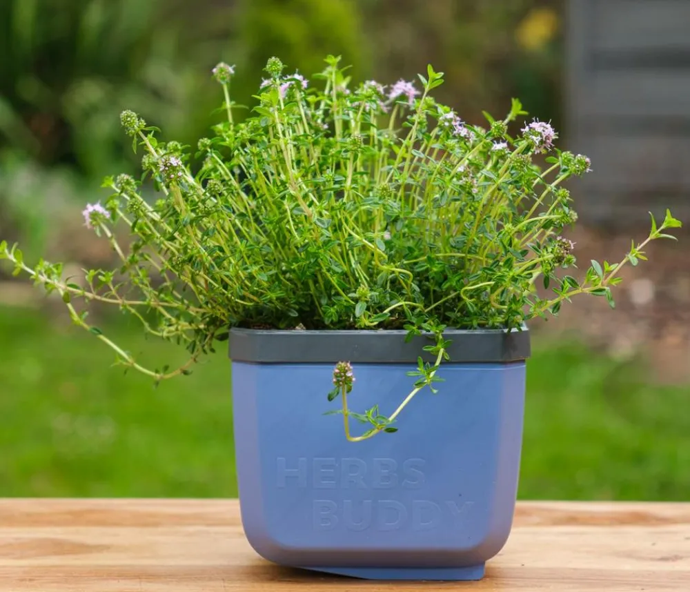 GUSTA GARDEN Hydrosysteme|Blumentöpfe & Übertöpfe - Kräutertopf Herbs Buddy, ca. B16/H14/T14 cm, 3er-Set Blau