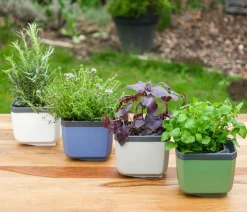 GUSTA GARDEN Hydrosysteme|Blumentöpfe & Übertöpfe - Kräutertopf Herbs Buddy, ca. B16/H14/T14 cm Hellgrau