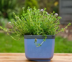 GUSTA GARDEN Hydrosysteme|Blumentöpfe & Übertöpfe - Kräutertopf Herbs Buddy, ca. B16/H14/T14 cm Blau