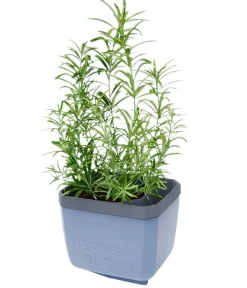 GUSTA GARDEN Hydrosysteme|Blumentöpfe & Übertöpfe - Kräutertopf Herbs Buddy, ca. B16/H14/T14 cm Blau