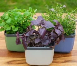 GUSTA GARDEN Blumentöpfe & Übertöpfe|Hochbeete & Frühbeete - Kräutertöpfe Herbs Buddy, ca. B19/H14,3/T13,6 cm, 3er-Set