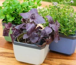 GUSTA GARDEN Blumentöpfe & Übertöpfe|Hochbeete & Frühbeete - Kräutertöpfe Herbs Buddy, ca. B19/H14,3/T13,6 cm, 3er-Set