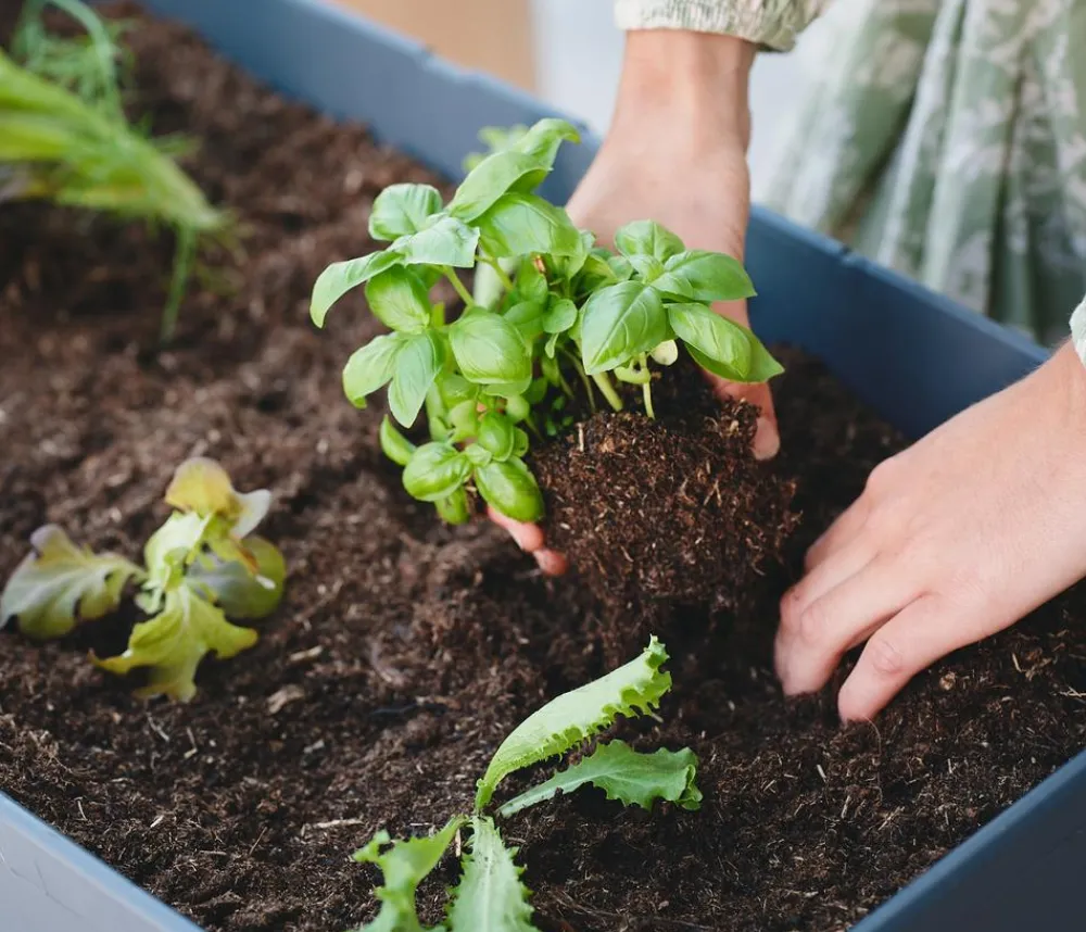 GUSTA GARDEN Mini-Hochbeet Sammy Salad, inkl. Haube, ca. B79/H95/T38 cm Dunkelgrau Sale