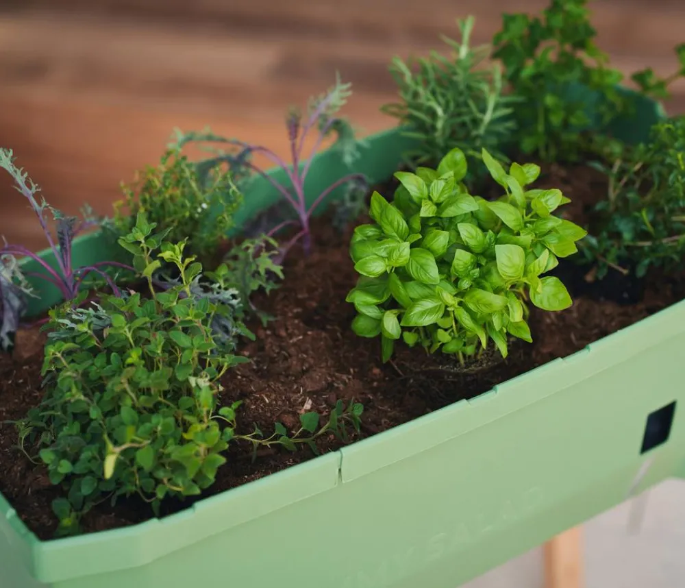 GUSTA GARDEN Mini-Hochbeet Sammy Salad, ca. B79/H75/T37,5 cm Dunkelgrün Discount