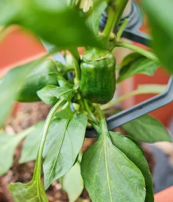 GUSTA GARDEN Hochbeete & Frühbeete > Paprika-Rankhilfe Chili Buddy, ca. B34/H64/T19 cm