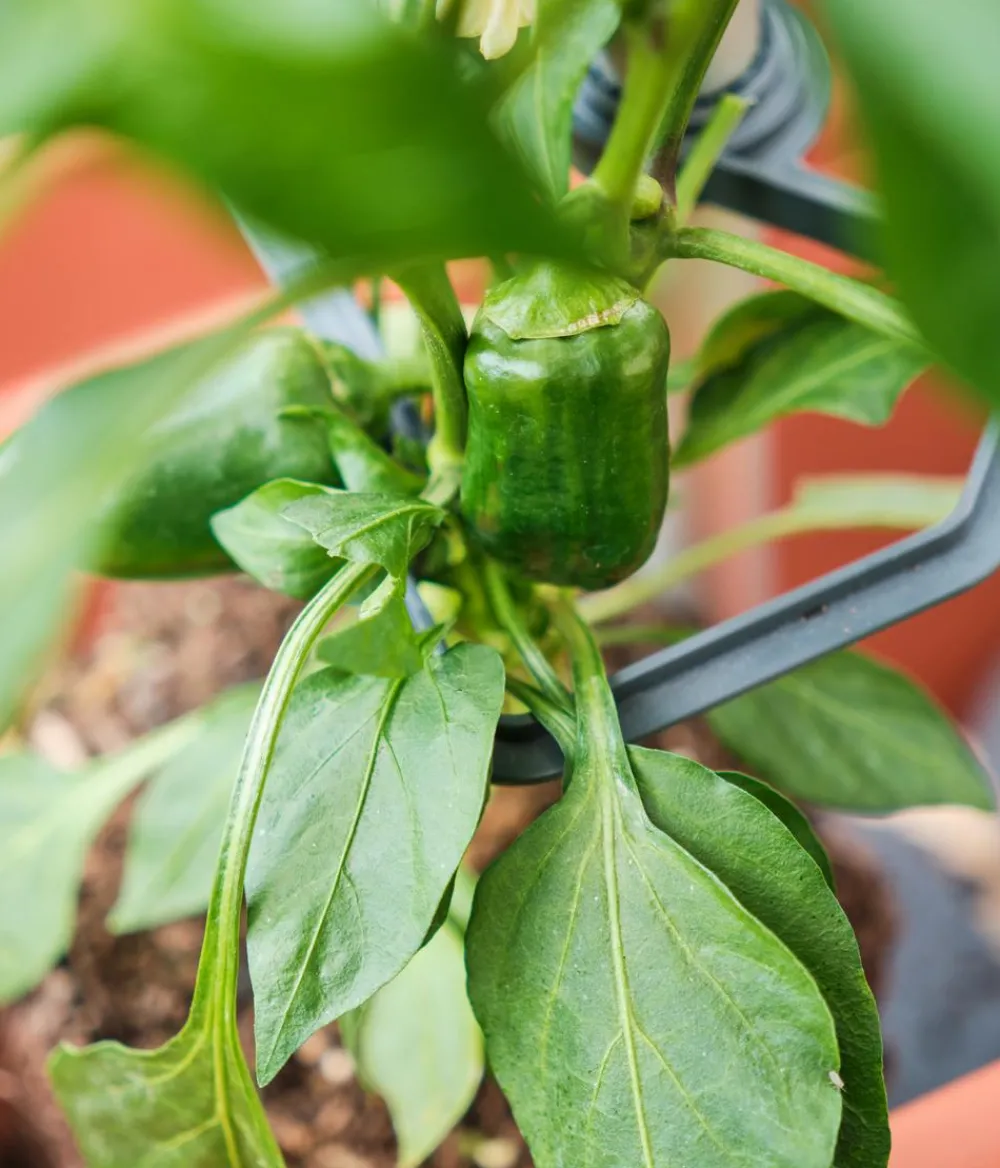 GUSTA GARDEN Rankgitter & Obelisken - Rankhilfe Chili Buddy, ca. B34/H64/T19 cm, 3er-Set