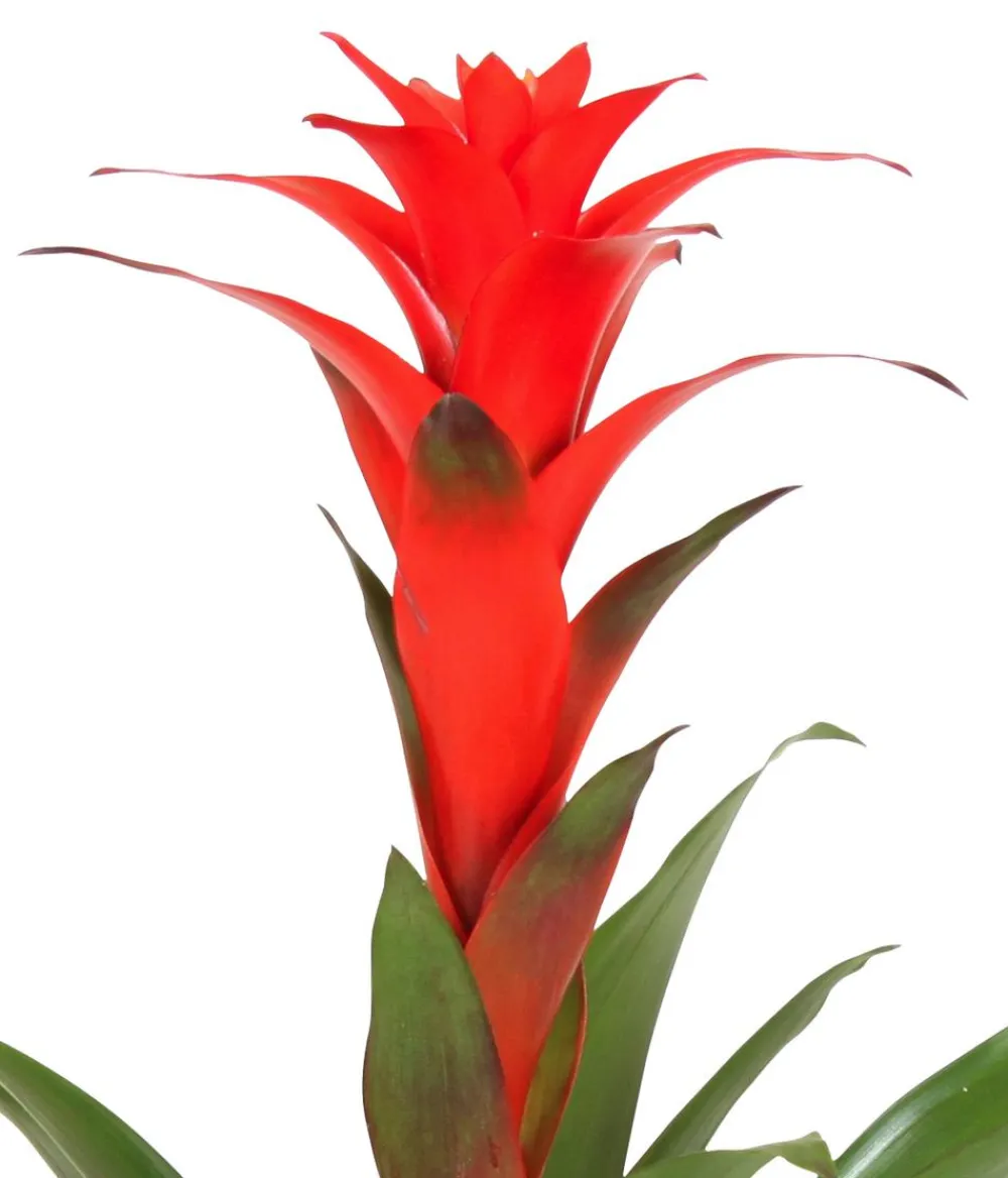 Dehner Bromelien|Zimmerpflanzen Mit Übertopf > Guzmanie - Guzmania calypso, in Keramik