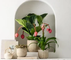 Dehner Bromelien > Guzmanie - Guzmania 'Candy'