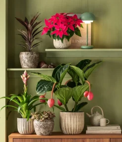 Dehner Bromelien > Guzmanie - Guzmania 'Candy'