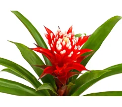Dehner Bromelien > Guzmanie - Guzmania cultivars 'Deseo'