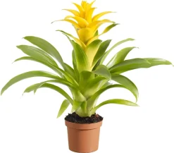 Dehner Guzmanie - Guzmania cultivars 'Deseo' Gelb New
