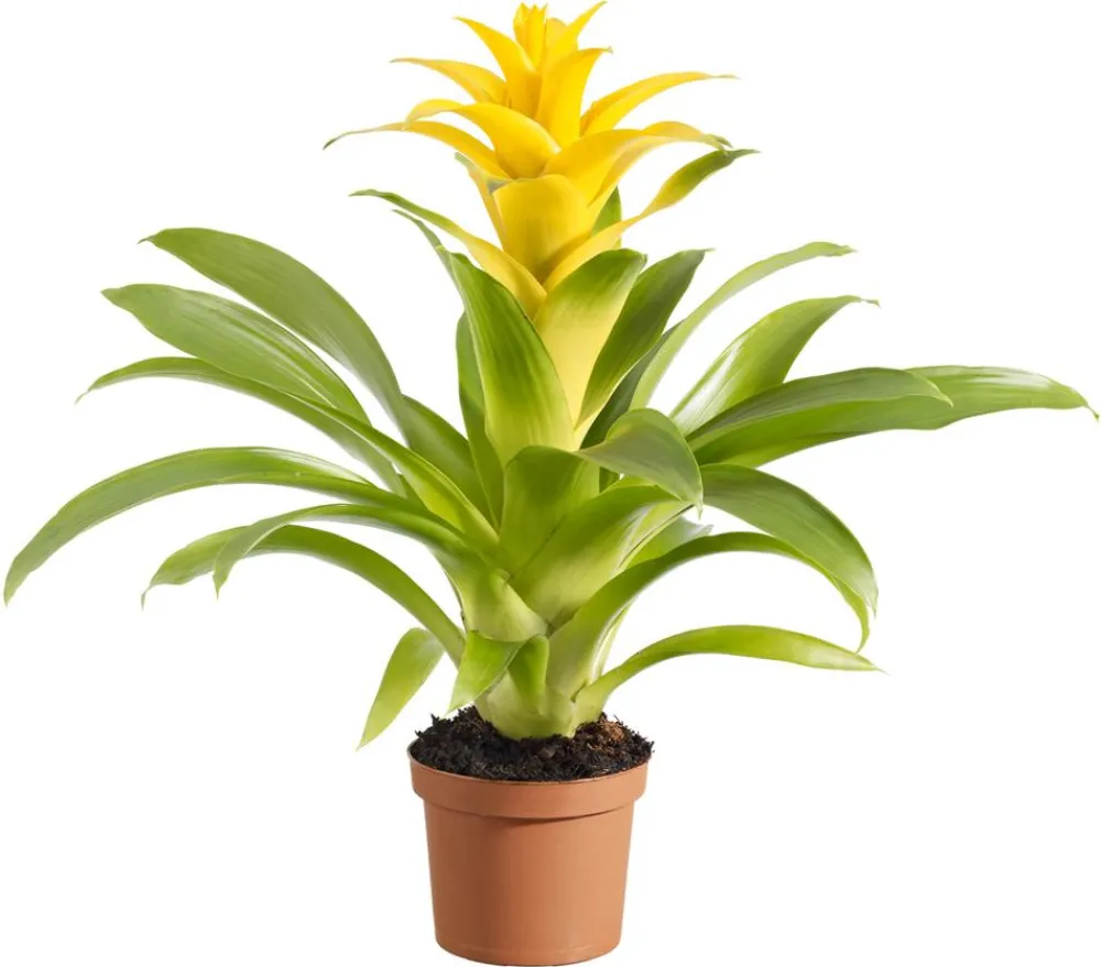 Dehner Guzmanie - Guzmania cultivars 'Deseo' Gelb New