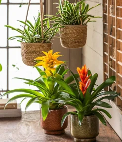 Dehner Guzmanie - Guzmania cultivars 'Deseo' Gelb New