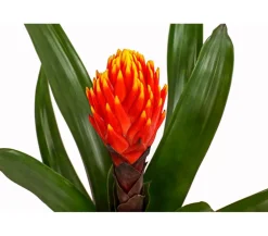 Dehner Bromelien - Guzmanie - Guzmania cultivars 'Deseo'