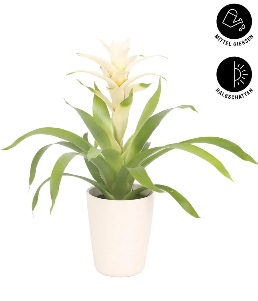 Dehner Bromelien|Zimmerpflanzen Mit Übertopf - Guzmanie - Guzmania 'Deseo White', in Keramik