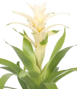 Dehner Bromelien|Zimmerpflanzen Mit Übertopf - Guzmanie - Guzmania 'Deseo White', in Keramik