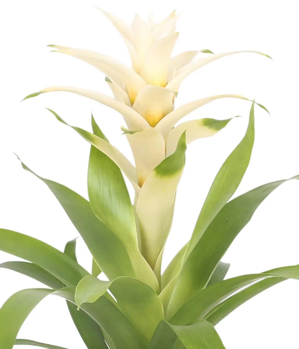 Dehner Bromelien|Zimmerpflanzen Mit Übertopf - Guzmanie - Guzmania 'Deseo White', in Keramik