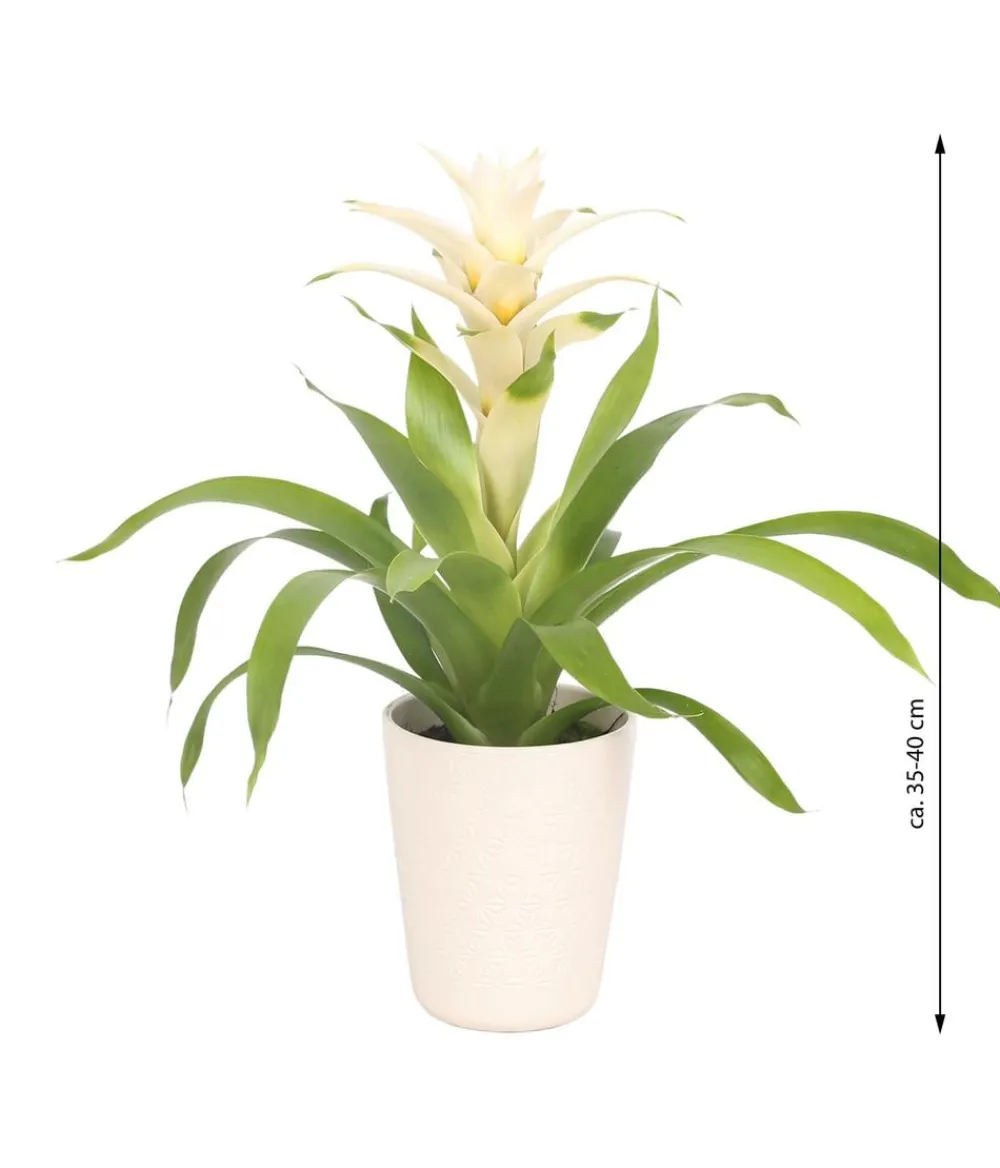Dehner Bromelien|Zimmerpflanzen Mit Übertopf - Guzmanie - Guzmania 'Deseo White', in Keramik