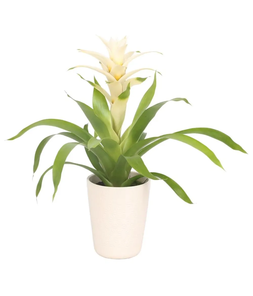 Dehner Bromelien|Zimmerpflanzen Mit Übertopf - Guzmanie - Guzmania 'Deseo White', in Keramik