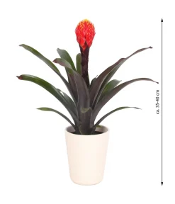 Dehner Guzmanie - Guzmania 'Tala', in Keramik New