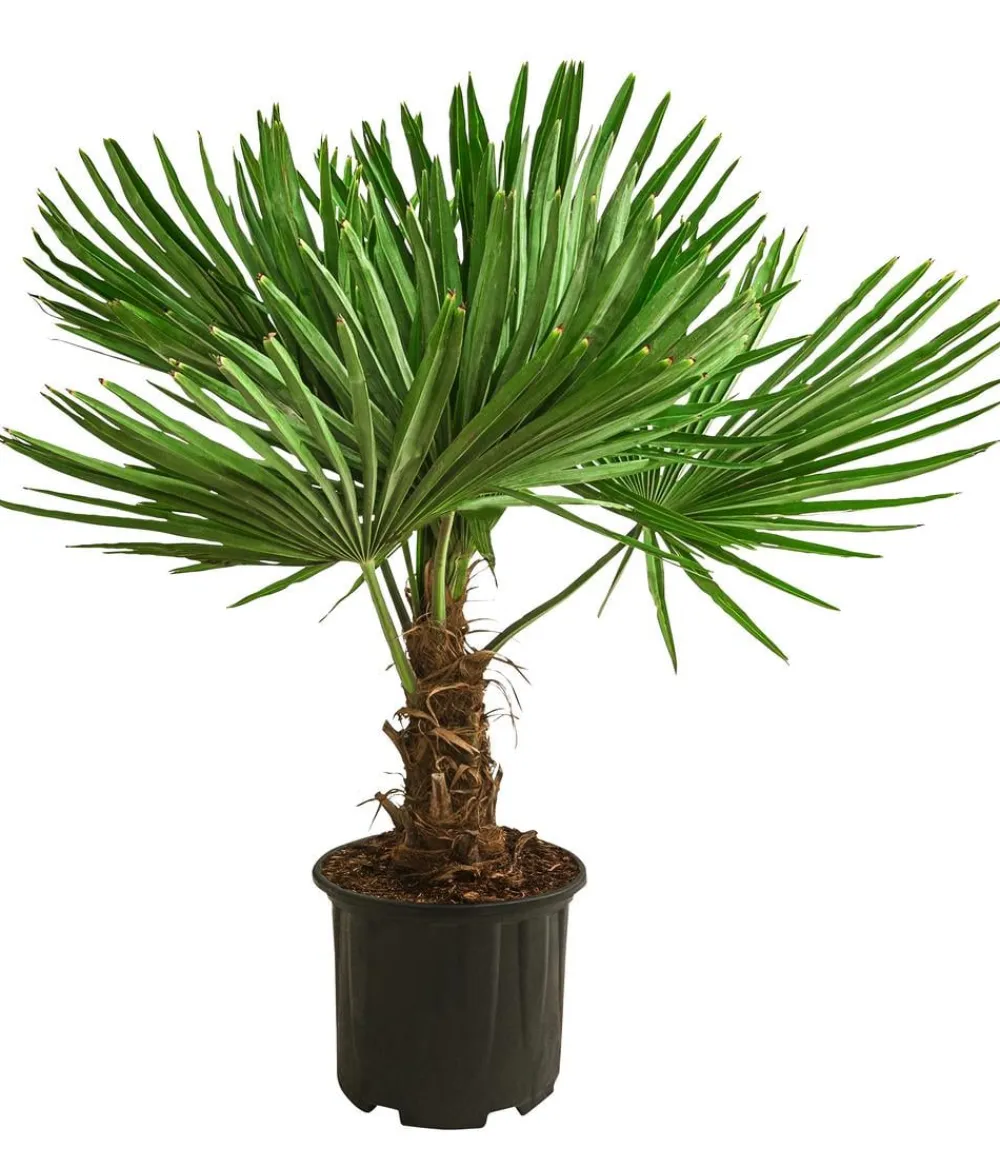 Dehner Palmen|Terrassenpflanzen > Hanfpalme