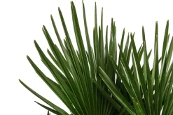 Dehner Hanfpalme, Multistamm Discount