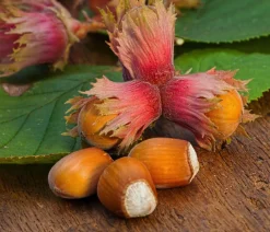 Dehner Nüsse & Besondere Obstbäume|Obstbäume - Haselnuss 'Rote Zellernuss'