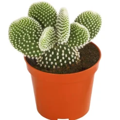 Dehner Hasenohr-Kaktus - Opuntia microdasys, verschiedene Sorten Grün