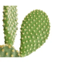 Dehner Hasenohr-Kaktus - Opuntia microdasys, verschiedene Sorten Grün