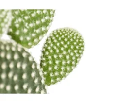 Dehner Hasenohr-Kaktus - Opuntia microdasys, verschiedene Sorten Grün