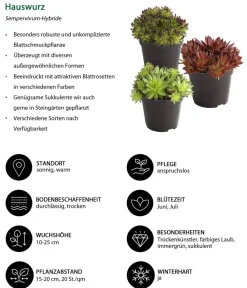 Dehner Grabschmuck & Grabgestaltung|Bodendecker & Efeu - Hauswurz, verschiedene Sorten