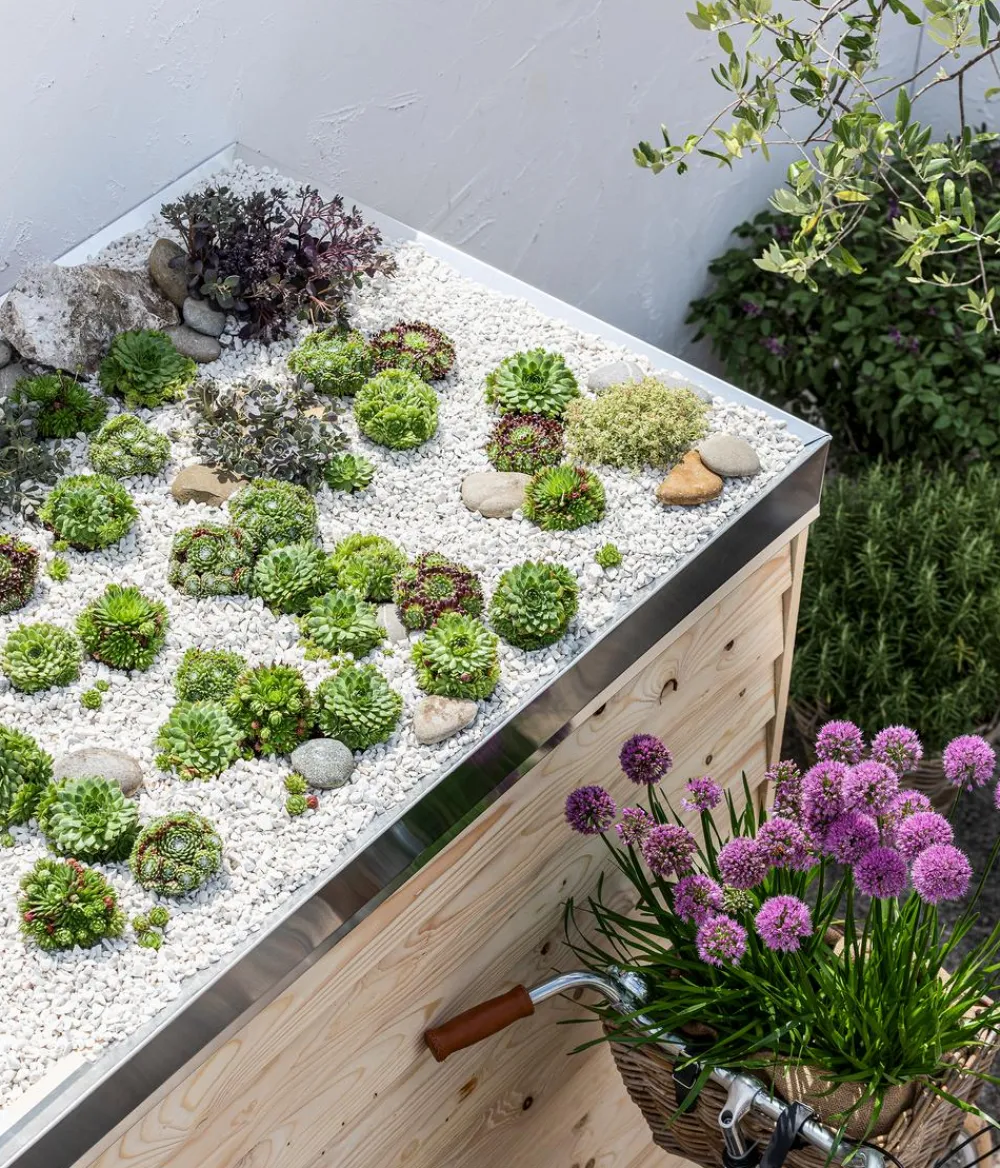 Dehner Grabschmuck & Grabgestaltung|Bodendecker & Efeu - Hauswurz, verschiedene Sorten