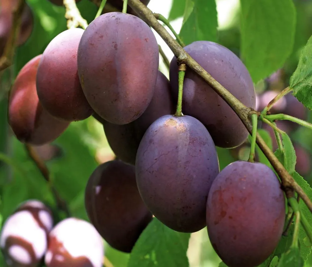 Dehner Obstbäume|Zwetschgen- & Pflaumenbäume - Hauszwetschge Lila