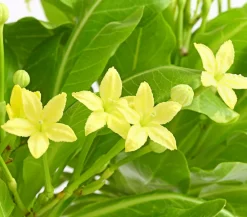 Dehner Sukkulenten|Zimmerpalmen > Hawaiipalme - Brighamia insignis