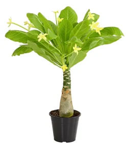 Dehner Sukkulenten|Zimmerpalmen > Hawaiipalme - Brighamia insignis