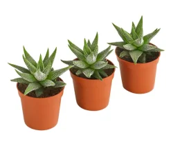 Dehner Kakteen|Zimmerpflanzen-Sets - Haworthia - Haworthie fasciata, 3er-Set