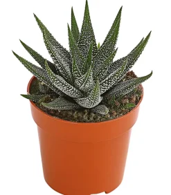 Dehner Haworthie - Haworthia concolor Grün Hot